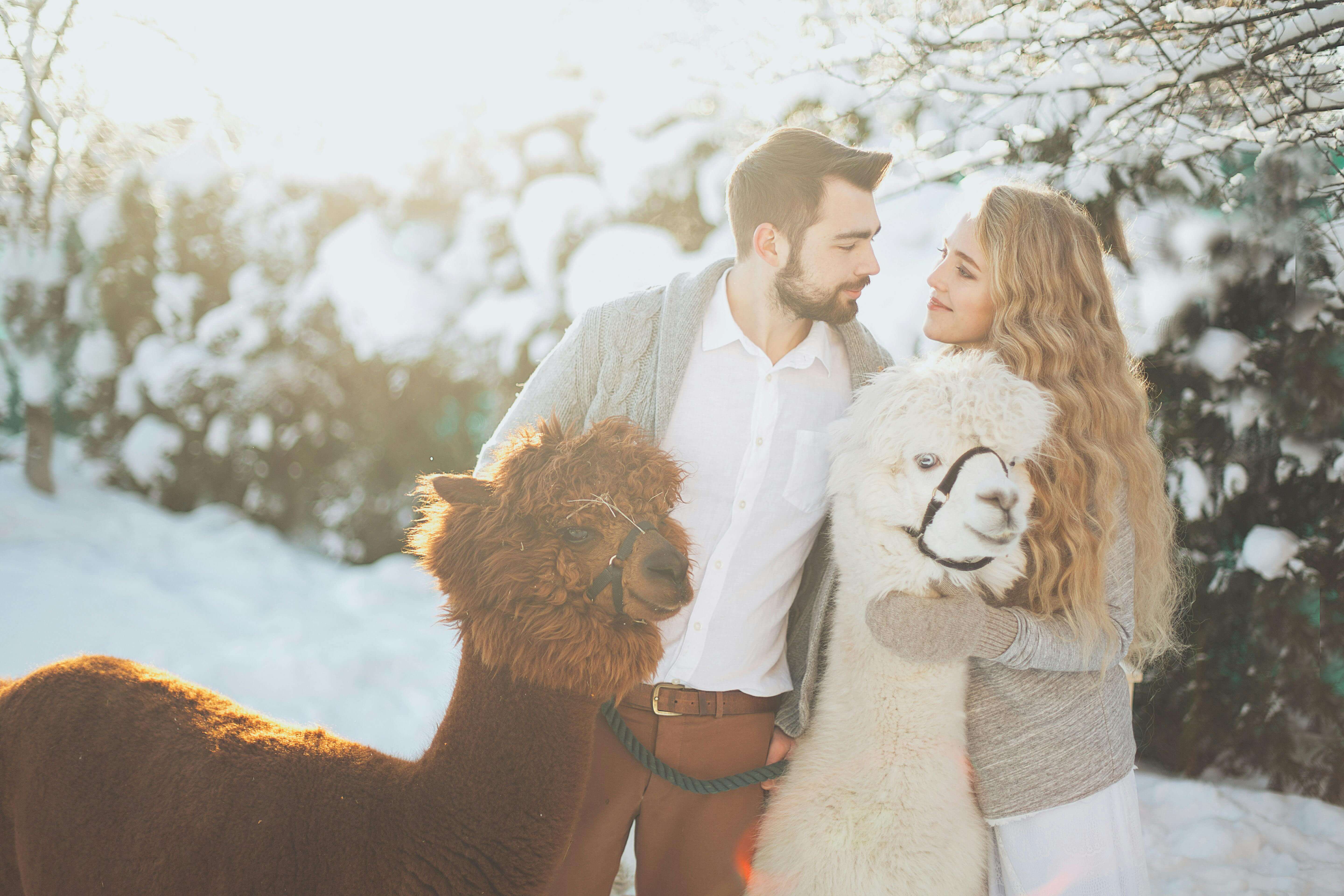 A couple embraces alpacas in a snowy winter landscape, capturing warmth and affection.